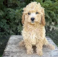 Jane, a female Cockapoo for sale in Middlebury, IN – 2 of 4