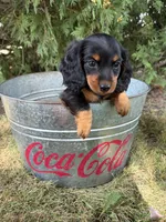 Harris, a male Miniature Dachshund for sale in Middlebury, IN – 3 of 5