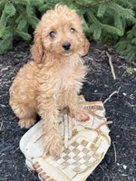 Rosie, a female Cavapoo for sale in Middlebury, IN – 3 of 4
