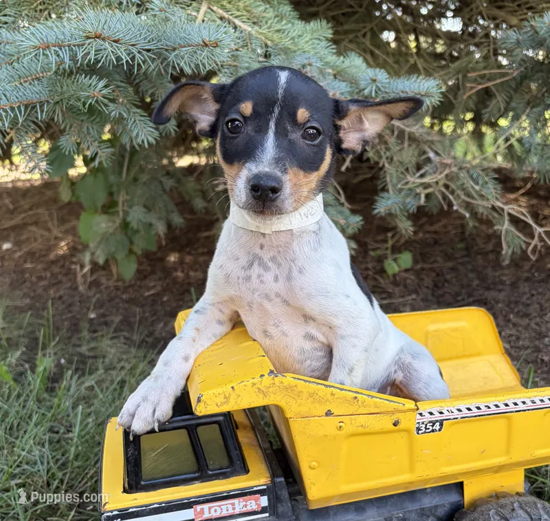 Romeo – Rat Terrier puppy for sale in Middlebury, IN