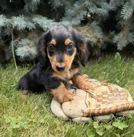 Quinn , a male Miniature Dachshund for sale in Middlebury, IN – 2 of 4