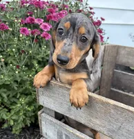 Sullivan , a male Dachshund for sale in Middlebury, IN – 4 of 4
