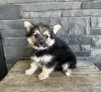 Rocco, a male Pomeranian and Yorkshire Terrier for sale in Middlebury, IN – 4 of 4