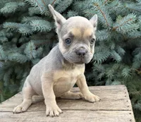 Dahlia, a female French Bulldog for sale in Middlebury, IN – 2 of 4