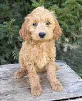 Jewel, a female Cockapoo for sale in Middlebury, IN – 2 of 5