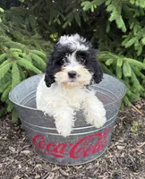Chloe, a female Miniature Bernedoodle and Miniature Goldendoodle for sale in Middlebury, IN – 5 of 5