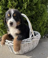 Bridget, a female Bernese Mountain Dog for sale in Middlebury, IN – 2 of 4