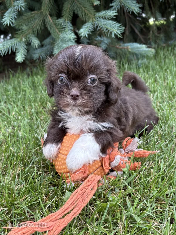 Hazelnut – Shih Tzu puppy for sale in Middlebury, IN