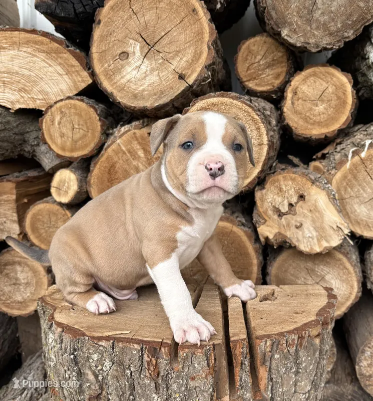 Sebastian – American Bulldog, American Pit Bull Terrier puppy for sale in Middlebury, IN