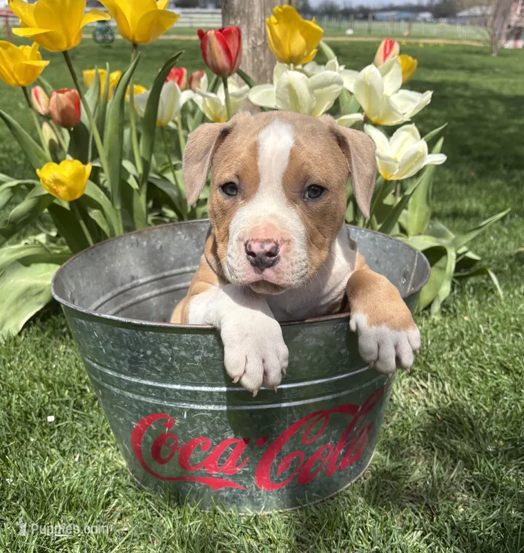 Sebastian – American Bulldog, American Pit Bull Terrier puppy for sale in Middlebury, IN