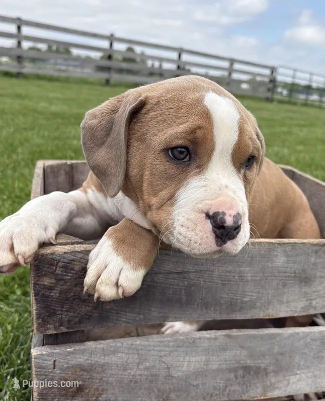 Sebastian – American Bulldog, American Pit Bull Terrier puppy for sale in Middlebury, IN