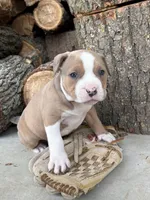 Sebastian, a male American Bulldog and American Pit Bull Terrier for sale in Middlebury, IN – Photo 2 of 6