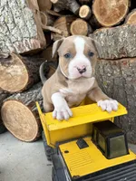Sebastian, a male American Bulldog and American Pit Bull Terrier for sale in Middlebury, IN – Photo 3 of 6