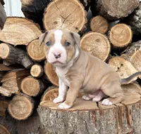 Sebastian, a male American Bulldog and American Pit Bull Terrier for sale in Middlebury, IN – Photo 4 of 6