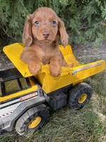 Bowie, a male Miniature Dachshund for sale in Middlebury, IN – 2 of 5
