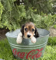 Molly , a female Dachshund for sale in Middlebury, IN – 2 of 5