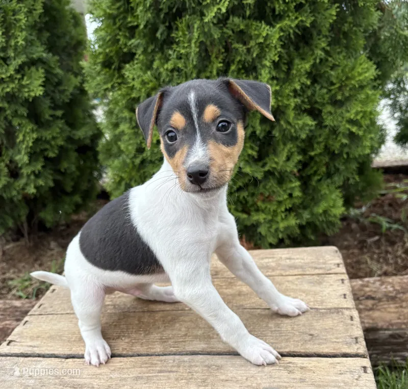 Samson – Jack Russell Terrier, Rat Terrier puppy for sale in Middlebury, IN