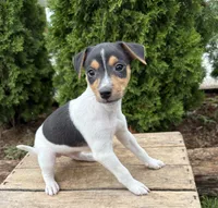 Samson, a male Jack Russell Terrier and Rat Terrier for sale in Middlebury, IN – 1 of 4