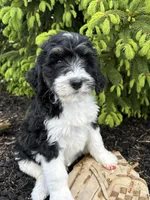 Bodie, a male Bernedoodle for sale in Middlebury, IN – Photo 2 of 4