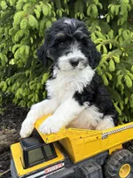 Bodie, a male Bernedoodle for sale in Middlebury, IN – Photo 4 of 4