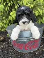 Bodie, a male Bernedoodle for sale in Middlebury, IN – Photo 3 of 4