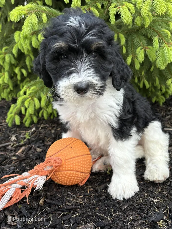 Bodie – Bernedoodle puppy for sale in Middlebury, IN