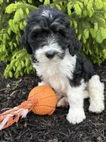 Bodie, a male Bernedoodle for sale in Middlebury, IN – Photo 1 of 4