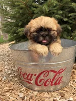 Jackson, a male Shih Tzu for sale in Middlebury, IN – 4 of 4