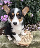 Gideon, a male Pembroke Welsh Corgi for sale in Middlebury, IN – 3 of 4