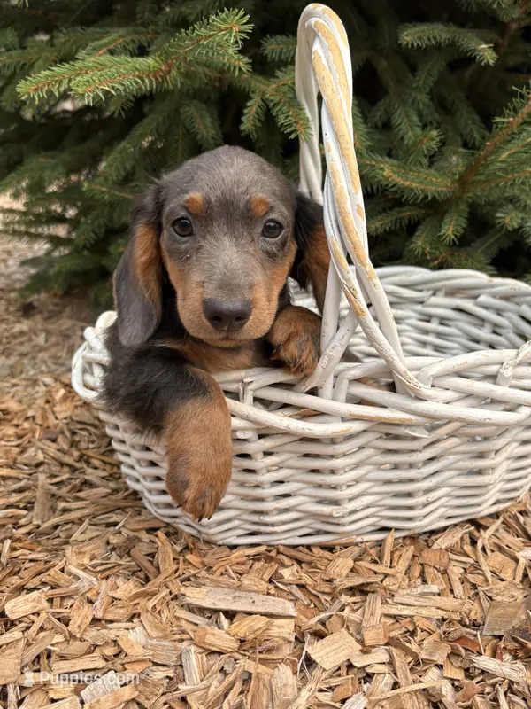 Opal – Dachshund puppy for sale in Middlebury, IN