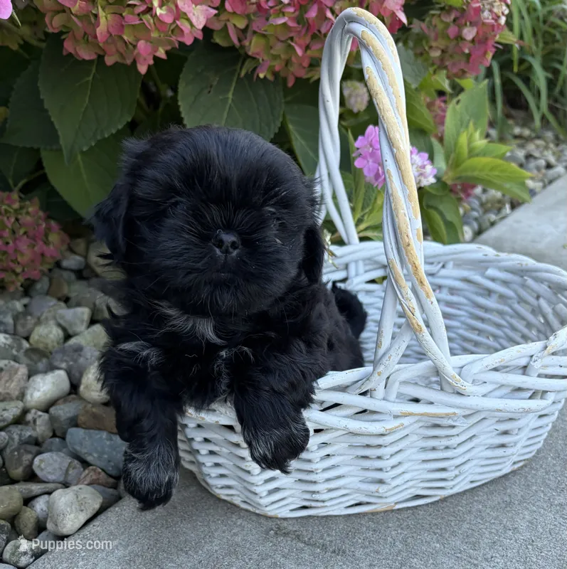 Knox – Shih Tzu puppy for sale in Middlebury, IN