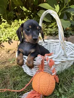 Reily , a male Dachshund for sale in Middlebury, IN – 4 of 5