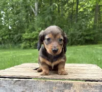 River , a female Dachshund for sale in Middlebury, IN – 4 of 4