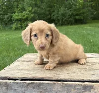 Rhea, a female Dachshund for sale in Middlebury, IN – 5 of 5