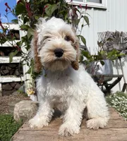 Jenson, a male Cockapoo for sale in Middlebury, IN – 4 of 5