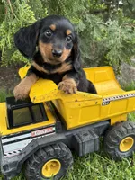 Milo, a male Dachshund for sale in Middlebury, IN – 2 of 4