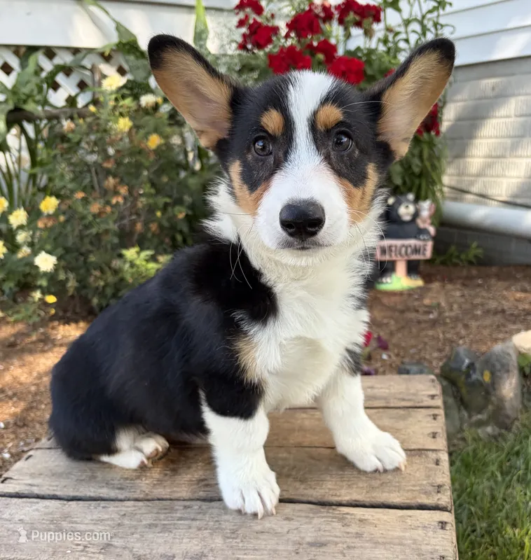 Gideon – Pembroke Welsh Corgi puppy for sale in Middlebury, IN