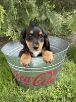 Hendrix , a male Dachshund for sale in Middlebury, IN – 4 of 4