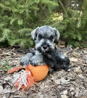 Casey, a female Miniature Schnauzer for sale in Middlebury, IN – Photo 4 of 4
