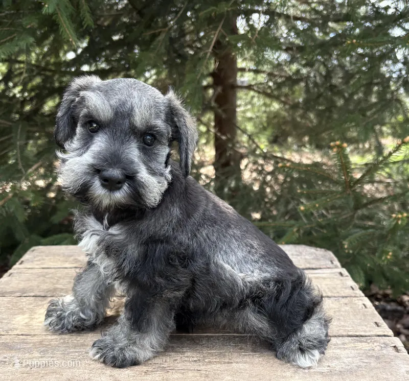 Casey – Miniature Schnauzer puppy for sale in Middlebury, IN