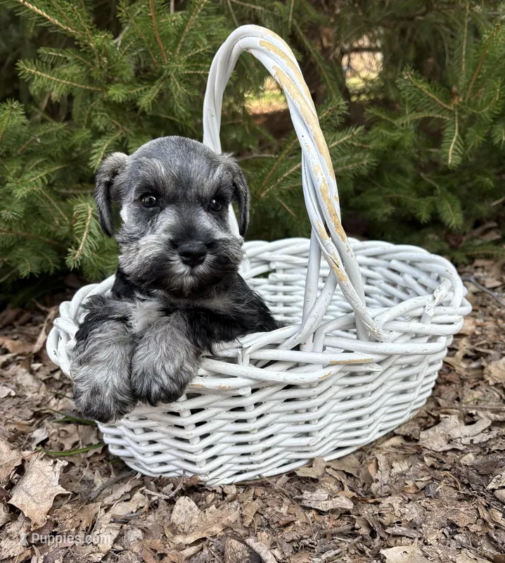 Casey – Miniature Schnauzer puppy for sale in Middlebury, IN