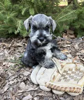 Casey, a female Miniature Schnauzer for sale in Middlebury, IN – Photo 3 of 4