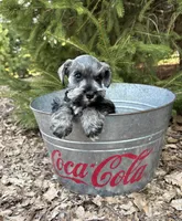 Casey, a female Miniature Schnauzer for sale in Middlebury, IN – Photo 2 of 4