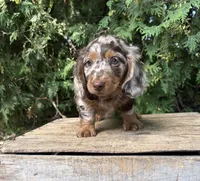 Asher , a male Dachshund for sale in Middlebury, IN – 2 of 5