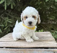 Arlo, a male Havapoo for sale in Middlebury, IN – 2 of 5