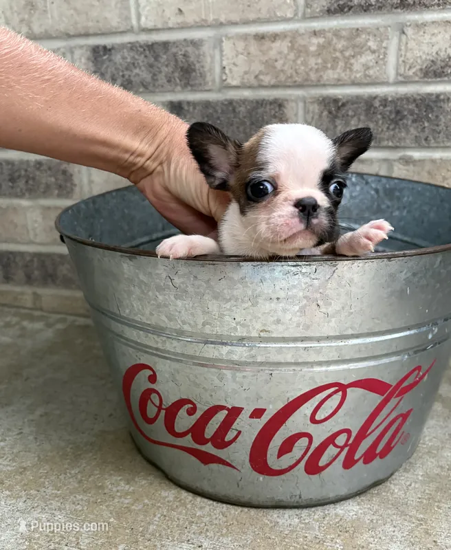 Duncan – French Bulldog puppy for sale in Middlebury, IN