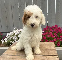 Cooper, a male Miniature Goldendoodle for sale in Middlebury, IN – 4 of 4