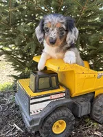 Vendo, a male Dachshund for sale in Middlebury, IN – Photo 4 of 5