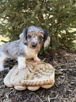 Vendo, a male Dachshund for sale in Middlebury, IN – Photo 5 of 5