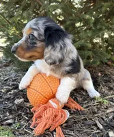 Vendo, a male Dachshund for sale in Middlebury, IN – Photo 3 of 5